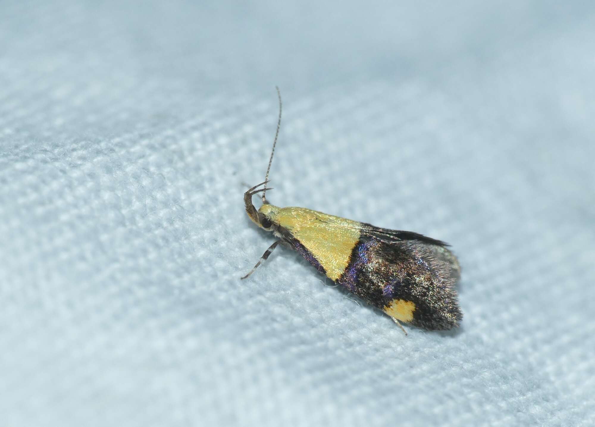 Image of Oecophora bractella Linnaeus 1758