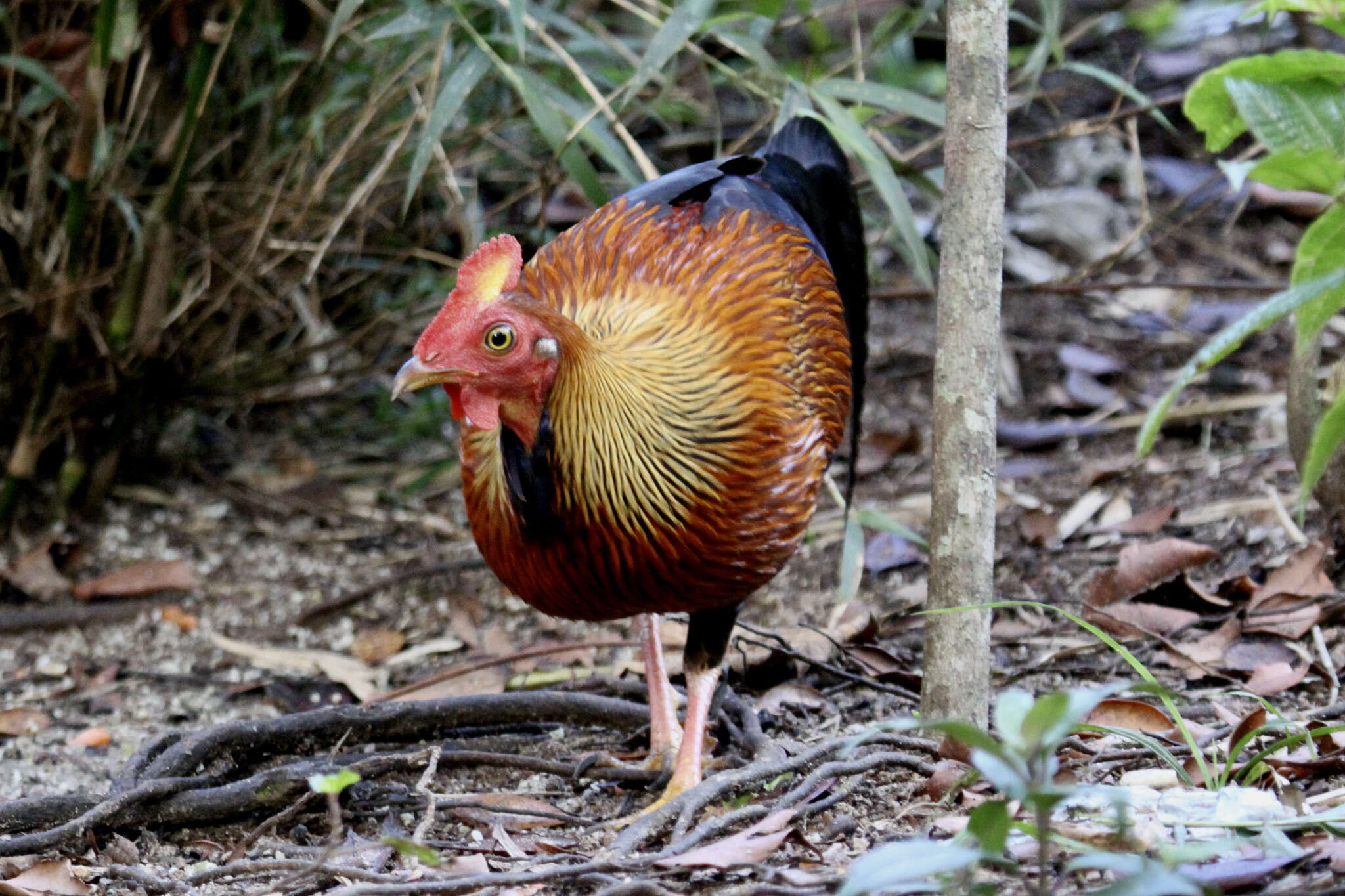 Image of Ceylon Junglefowl