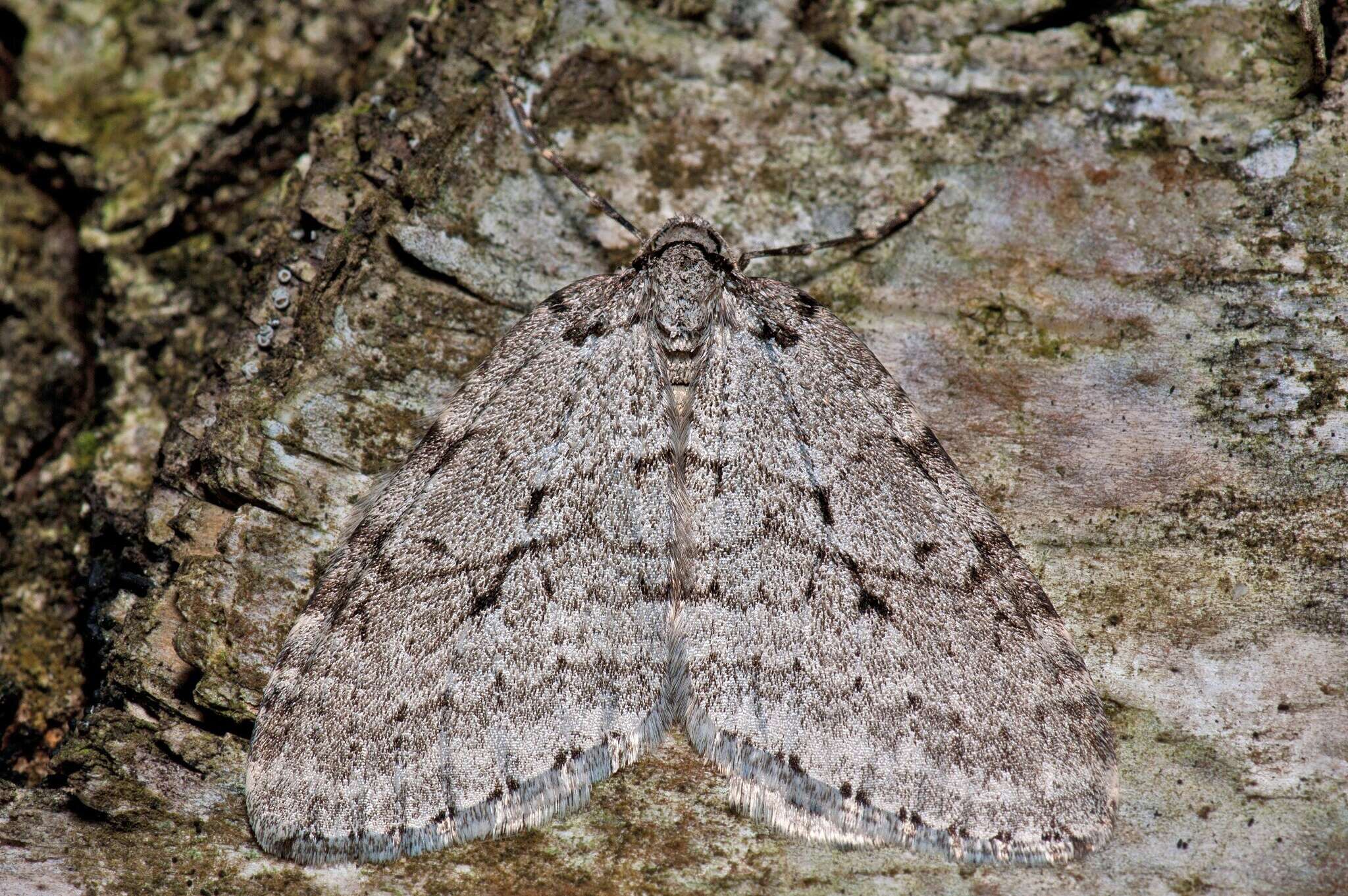 Image of Epirrita autumnata (Borkhausen 1794)