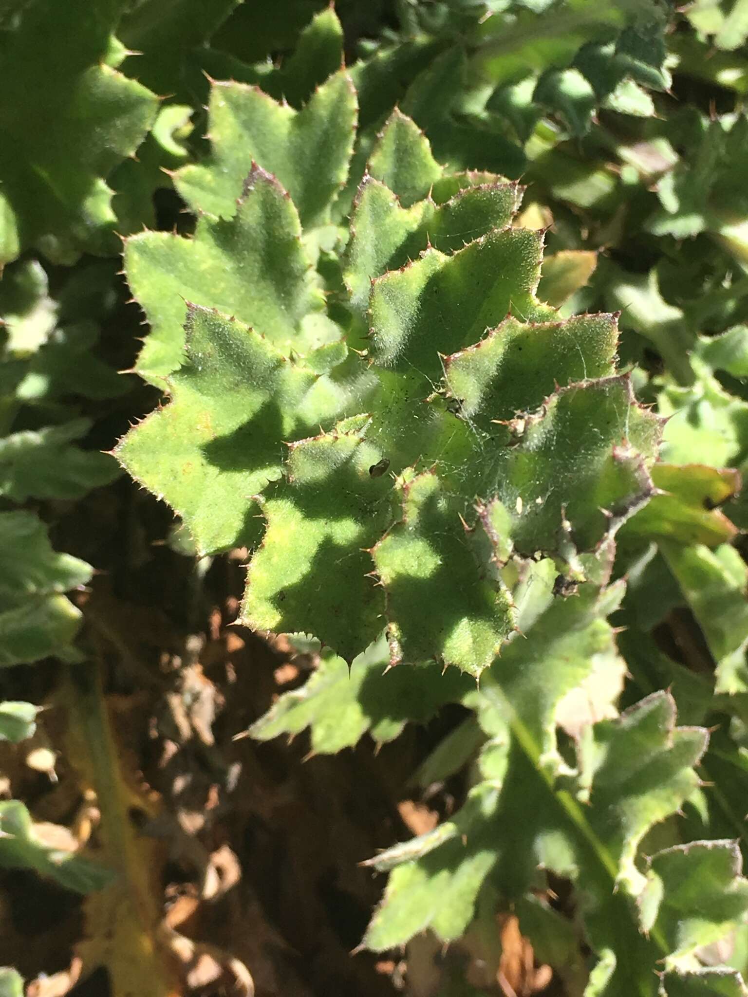 Image of Chorro Creek bog thistle