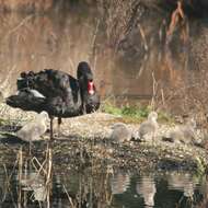 Image of Black Swan