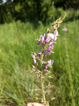 Image of Illinois ticktrefoil