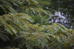 Image of Green Shrike-Vireo