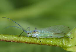 Image of Aphid