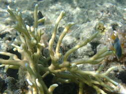 Image of Fire coral