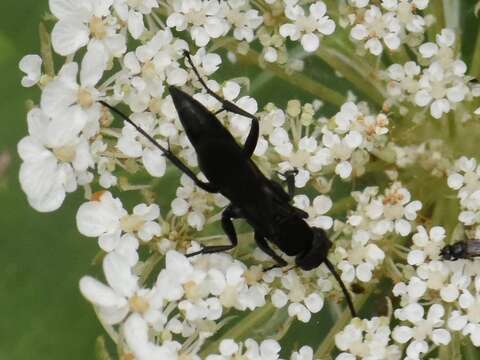 Image of Aporus unicolor Spinola 1808