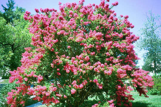 Image of lagerstroemia