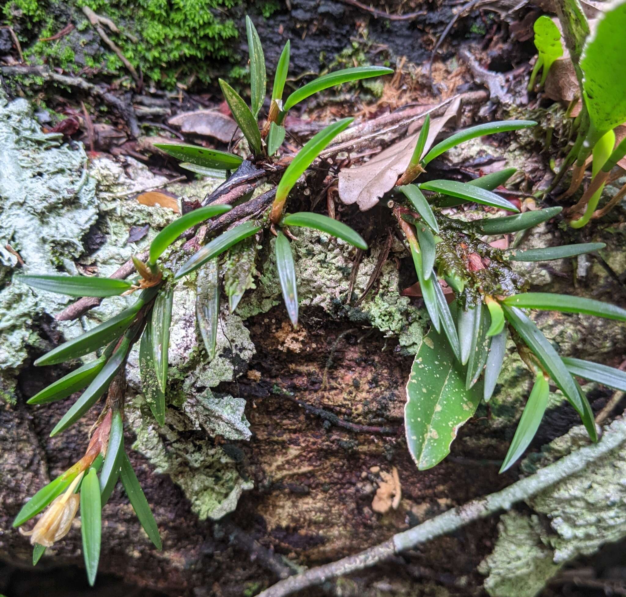 Image of Maxillaria uncata Lindl.