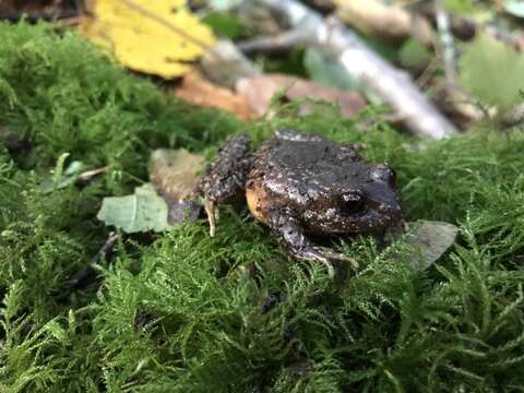 Image of Rosy Ground Frog