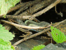 Image of Caucasian lizard