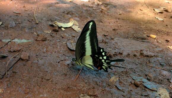 Image of Hector's swallowtail butterfly