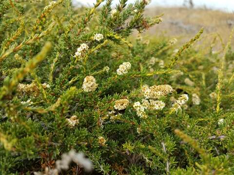 Imagem de Adenostoma fasciculatum Hook. & Arn.