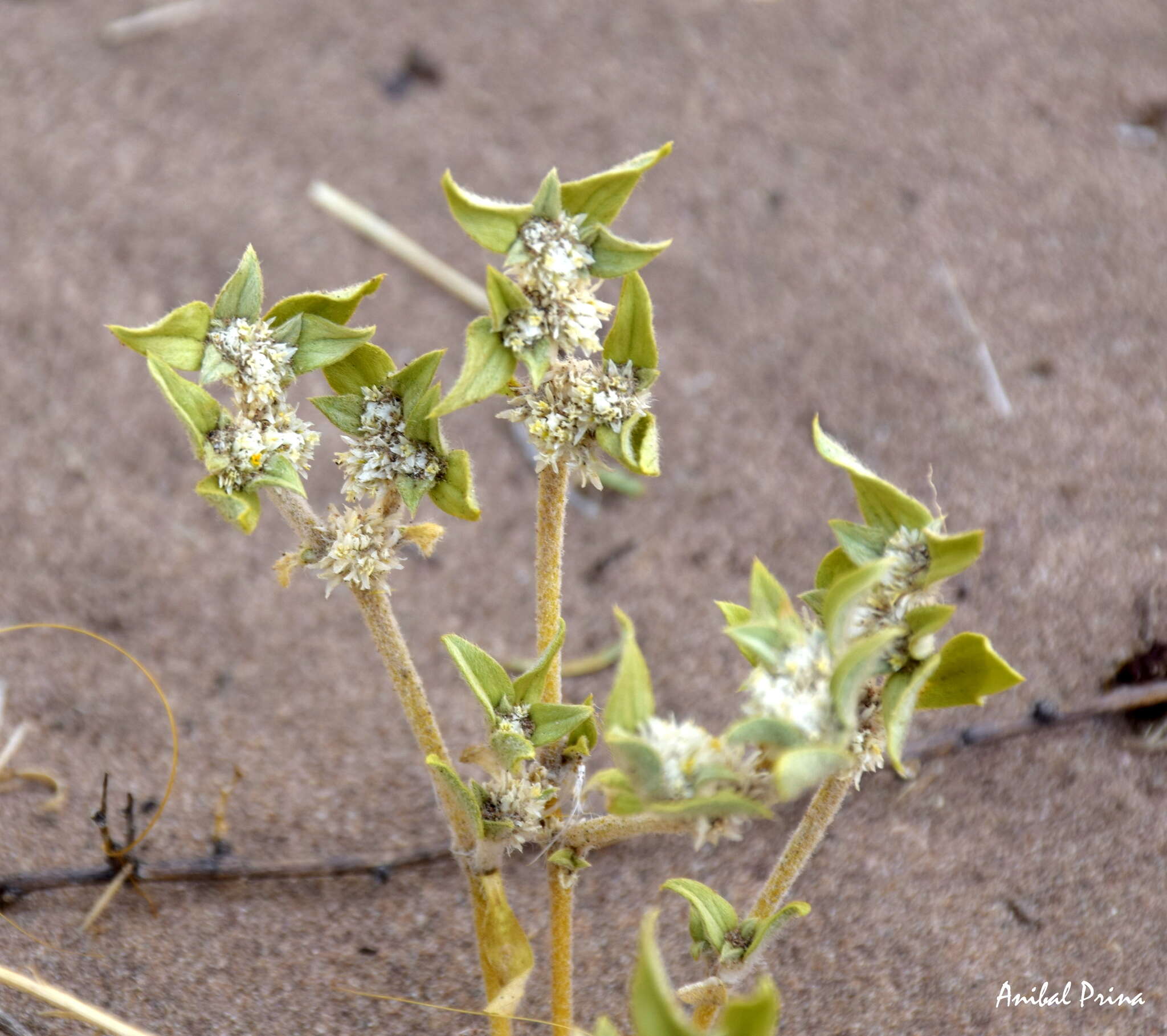 Image of Gomphrena mendocina (R. Phil.) R. E. Fries