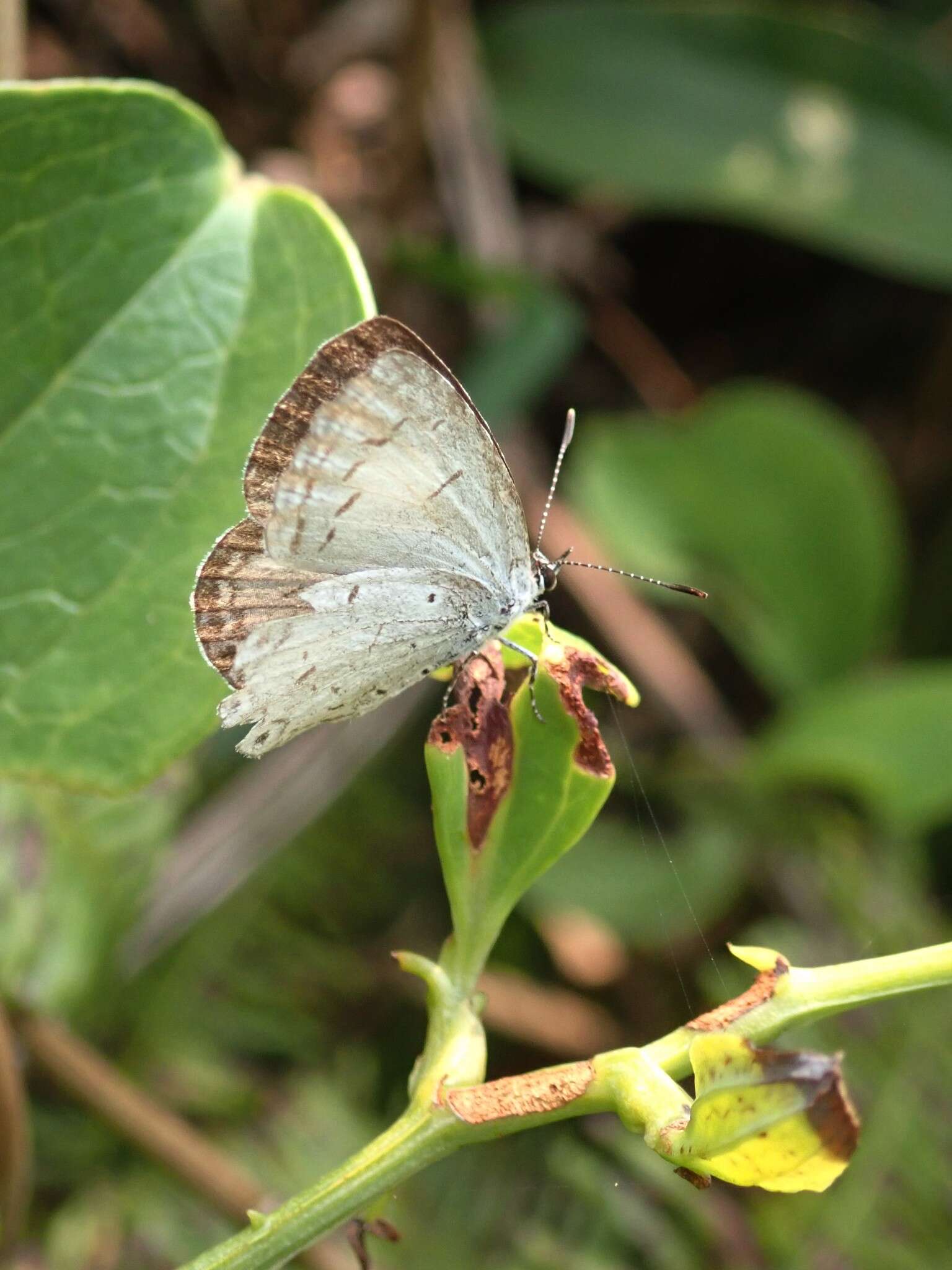 Image of Acytolepis puspa myla (Fruhstorfer 1909)