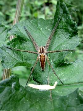 Image of Nursery-web spider