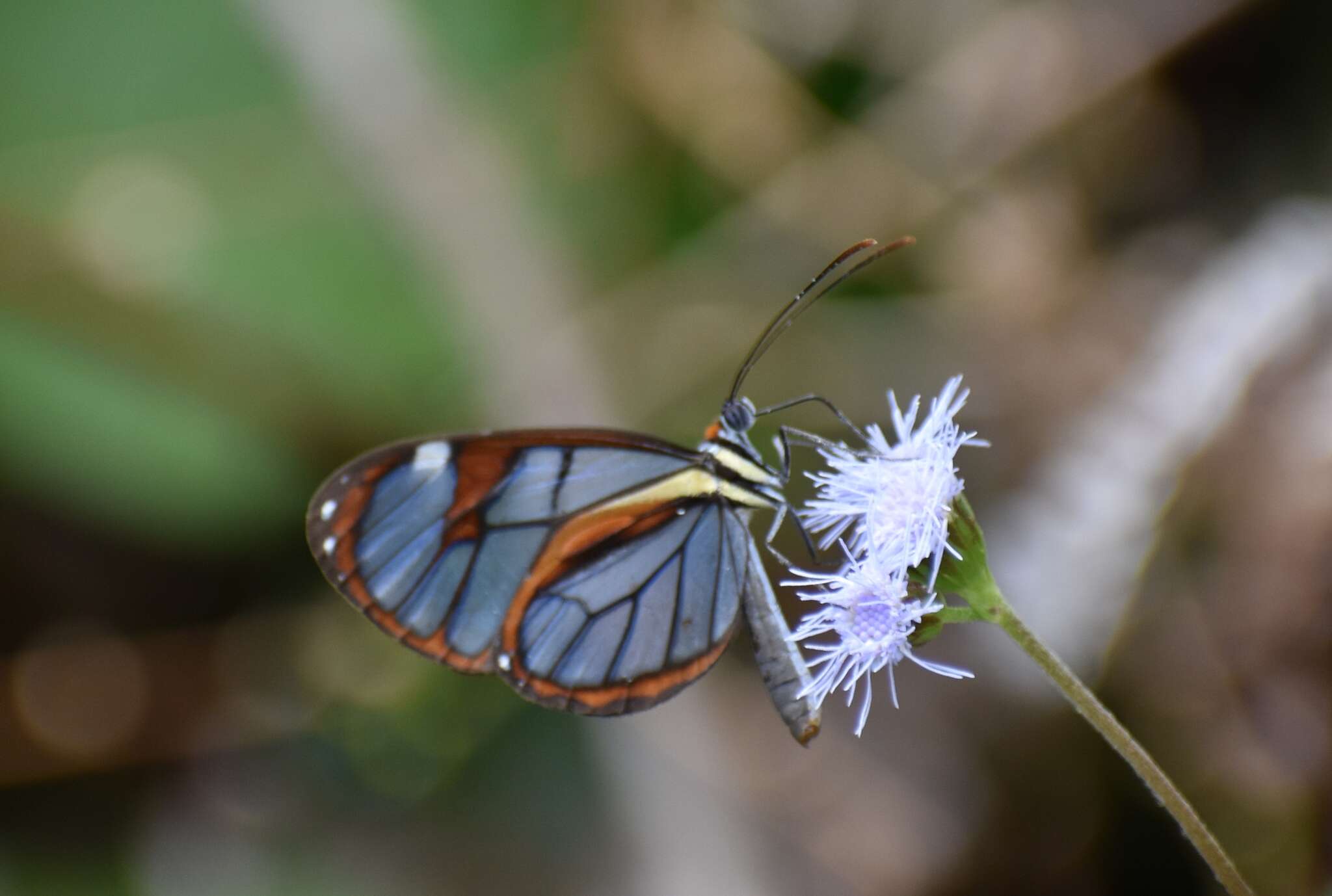 Imagem de Ithomia diasia Hewitson 1854