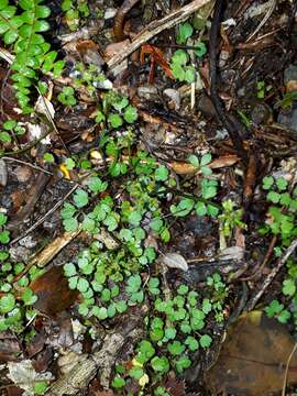 Image of Azorella colensoi (Domin) G. M. Plunkett & A. N. Nicolas