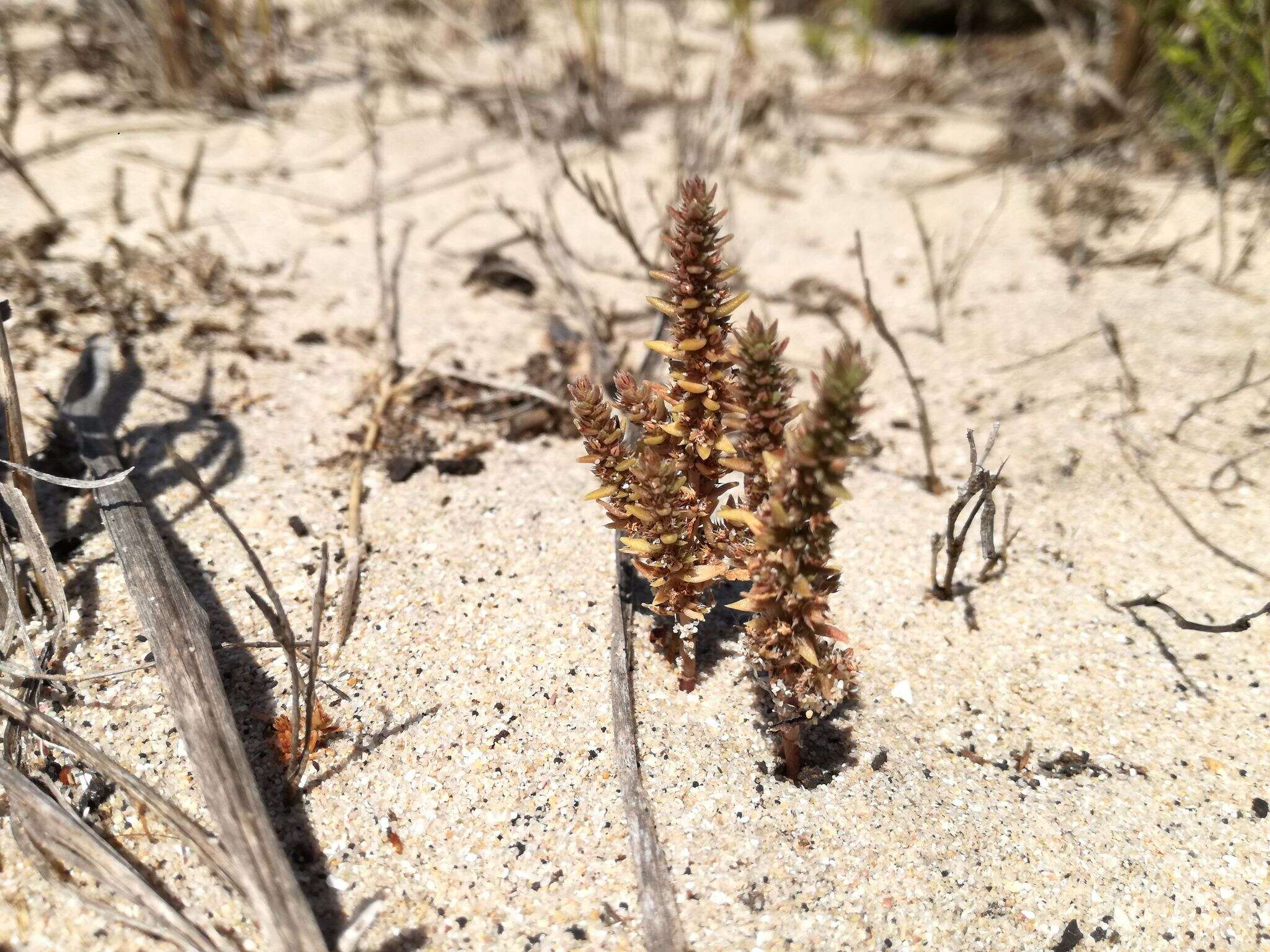 Image of Crassula lanceolata (Eckl. & Zeyh.) Endl. ex Walp.