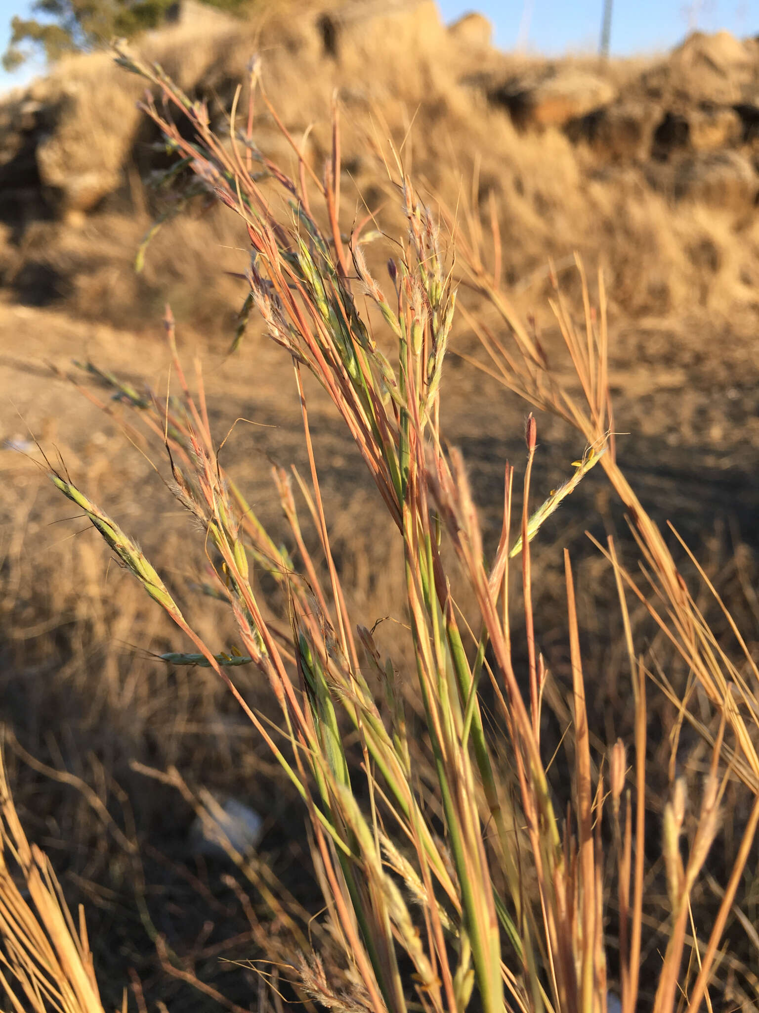 Image of thatching grass