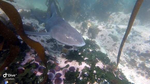 Image of Spotted Gully Shark