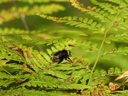 Image of Bombus sylvestris (Lepeletier 1832)