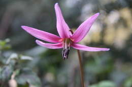 Image of Dog tooth lily