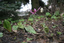 Image of Dog tooth lily