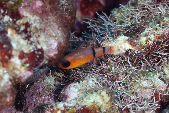 Image of Belted Cardinalfish