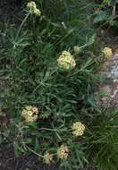 Image of parsnipflower buckwheat