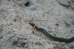 Image of Grass Snake