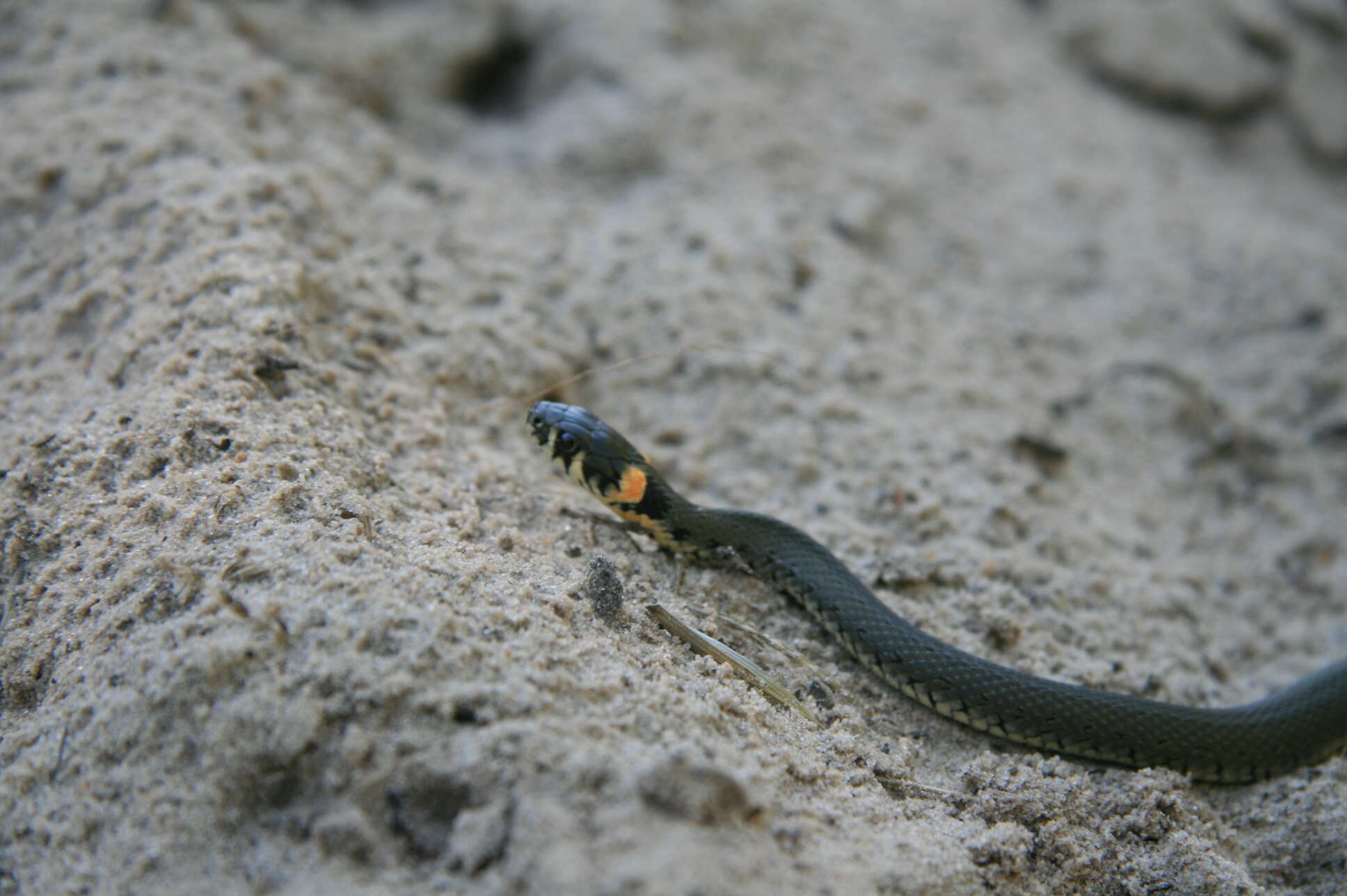 Image of Grass Snake