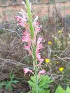 Image of Texas beeblossom