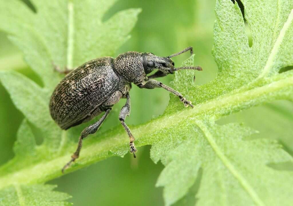 Imagem de Otiorhynchus (Otiolehus) tristis (Scopoli 1763)