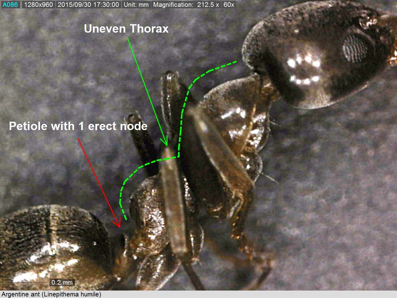 Image of Argentine Ant