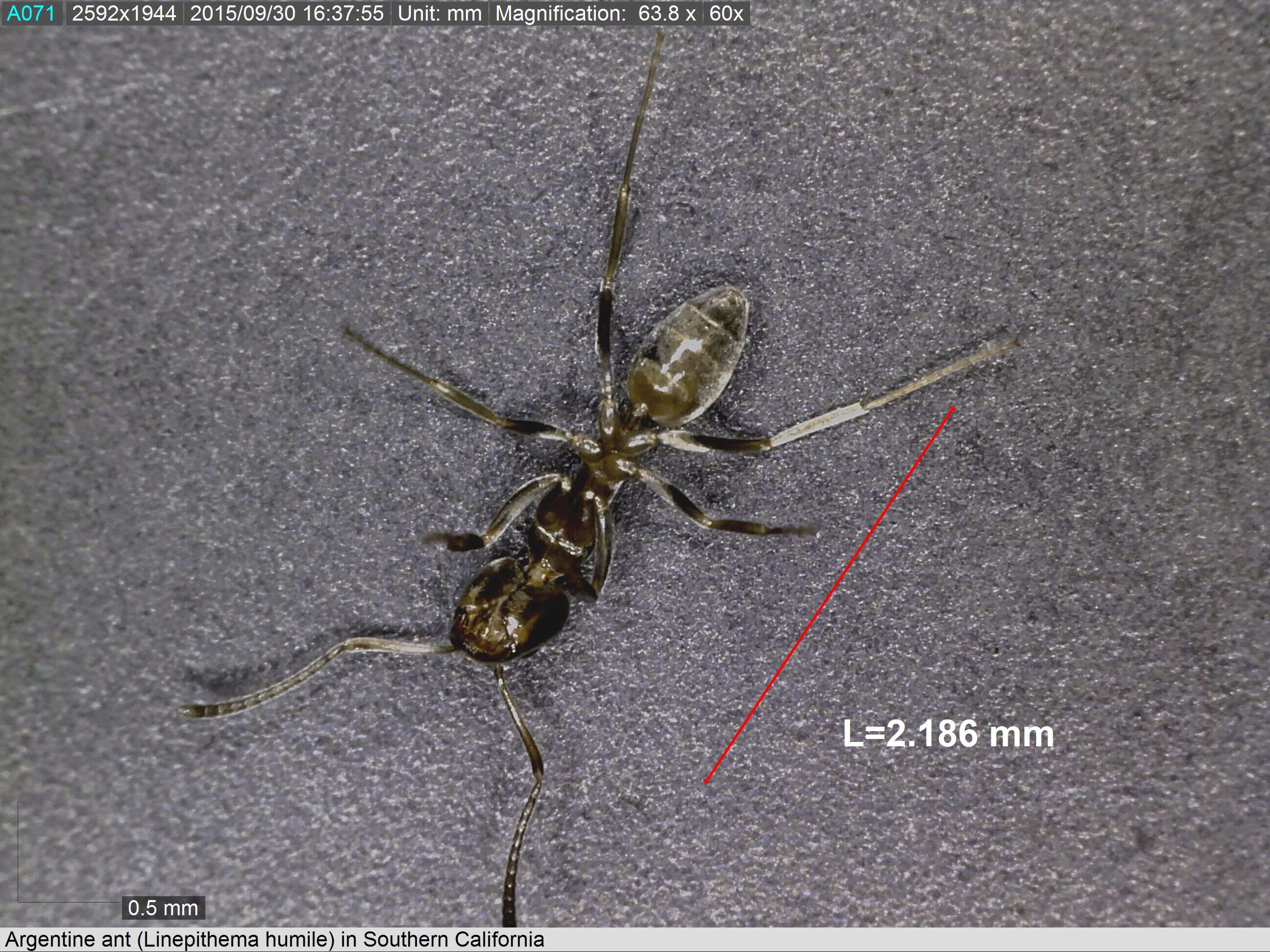 Image of Argentine Ant