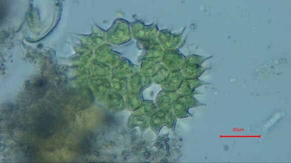 Image of Pseudopediastrum