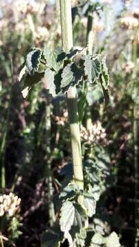 Imagem de Leonotis ocymifolia (Burm. fil.) Iwarsson