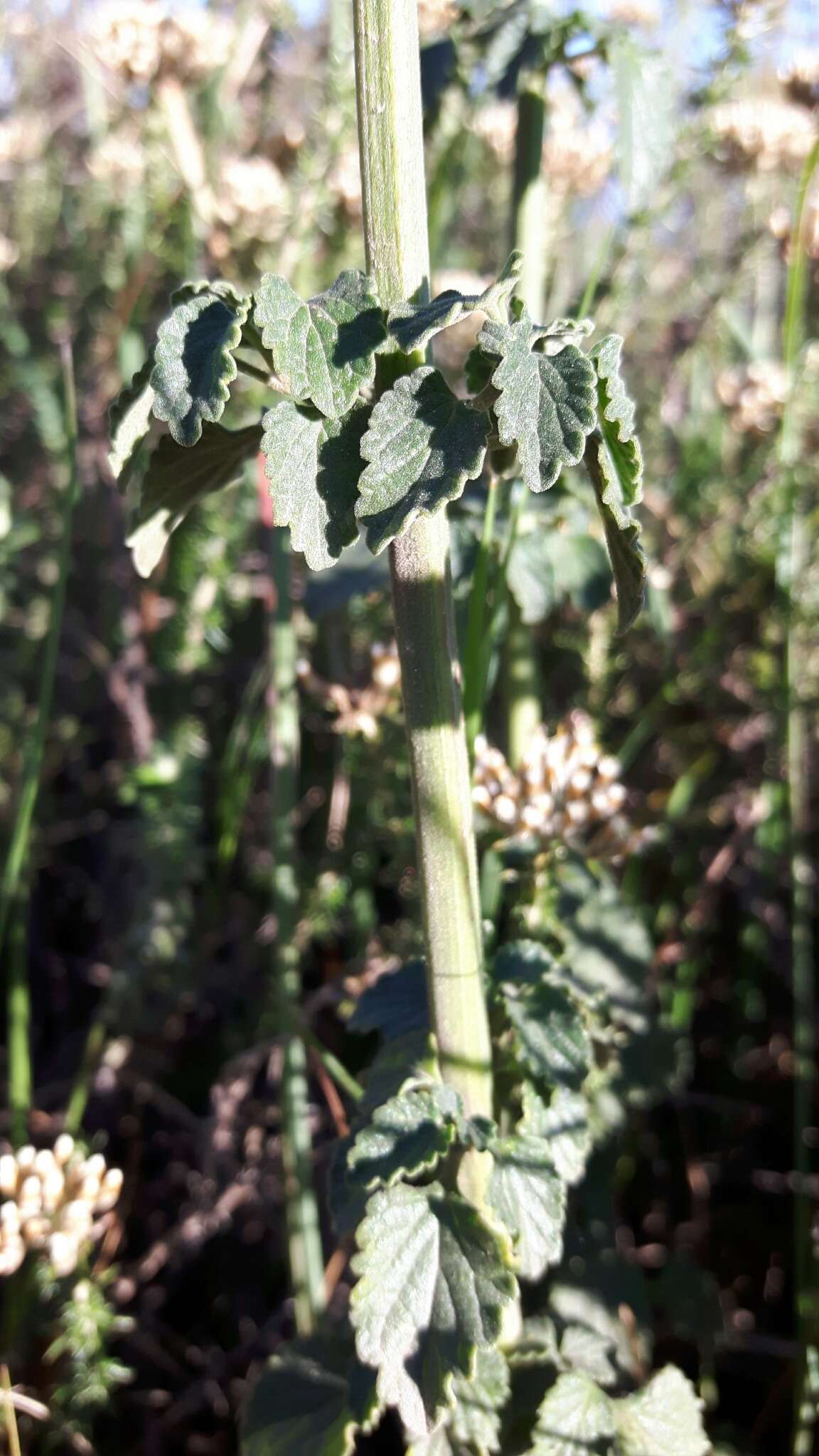 Sivun Leonotis ocymifolia (Burm. fil.) Iwarsson kuva