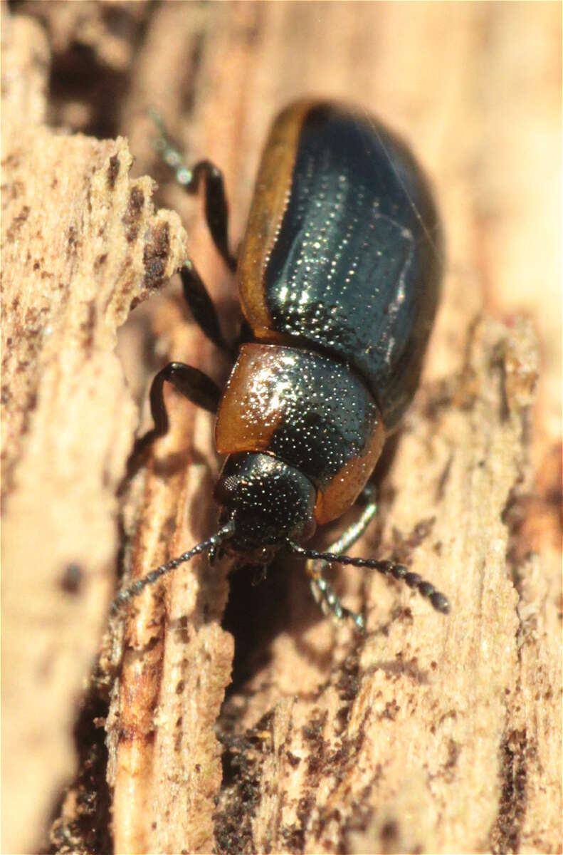 Image of Prasocuris marginella (Linnaeus 1758)