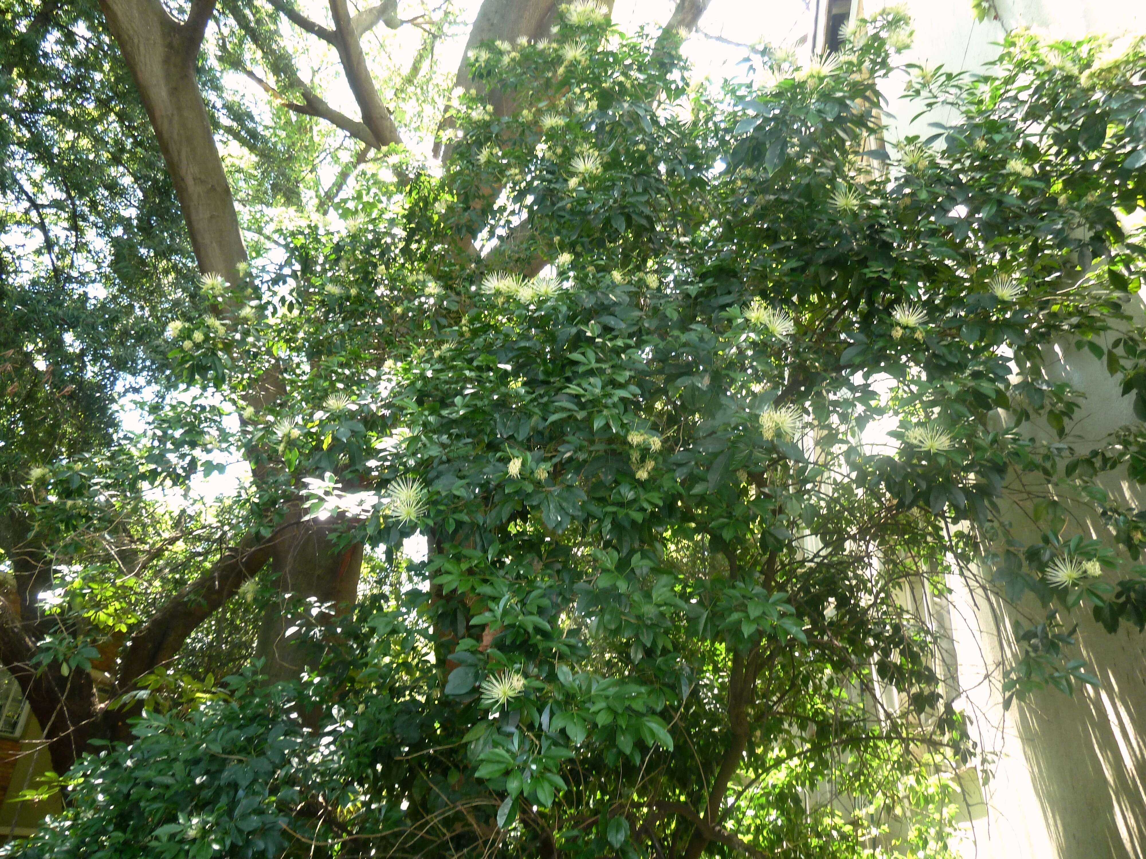 Image of Maerua cafra