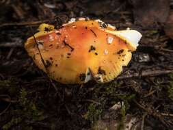 Image of Amanita xanthocephala (Berk.) D. A. Reid & R. N. Hilton 1980