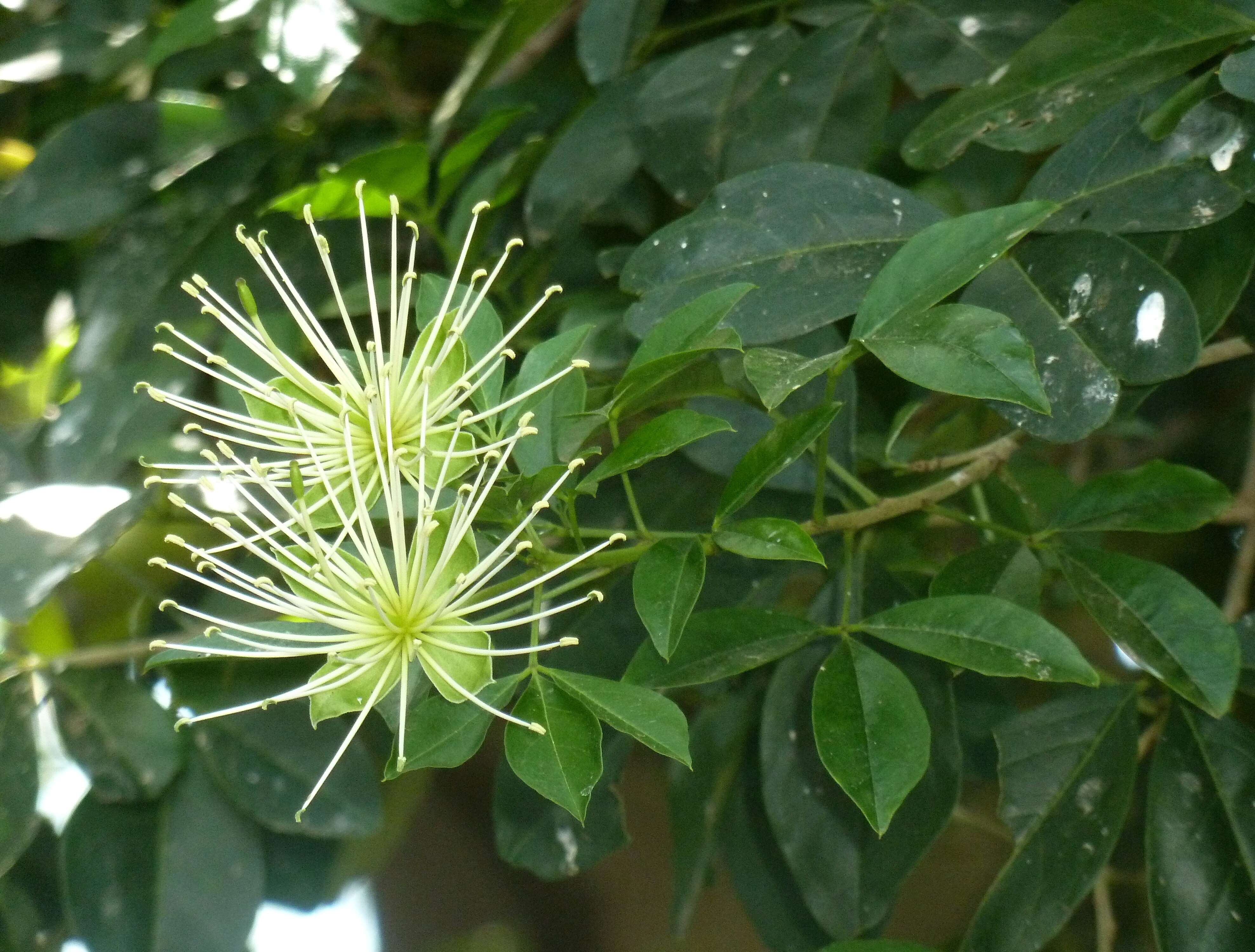 Image de Maerua cafra