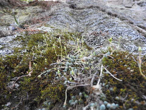 Image of Sedum greggii Hemsl.