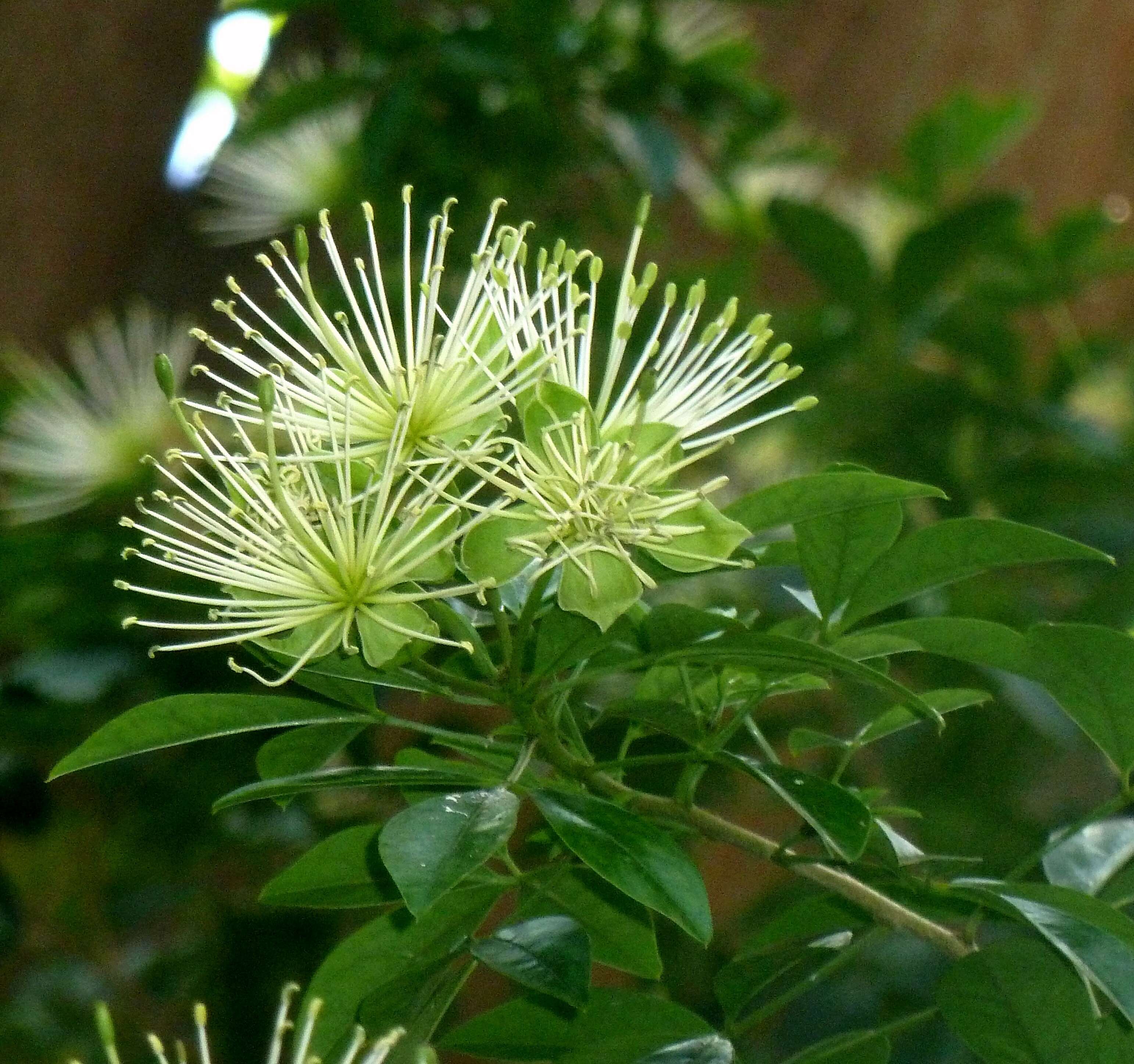 Image of Maerua cafra