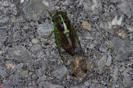 Vagitanus terminalis (Matsumura 1913)的圖片