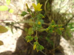 صورة Hypericum tomentosum L.