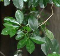 Image of Maerua cafra