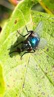 Image of Neomyia viridescens (Robineau-Desvoidy 1830)