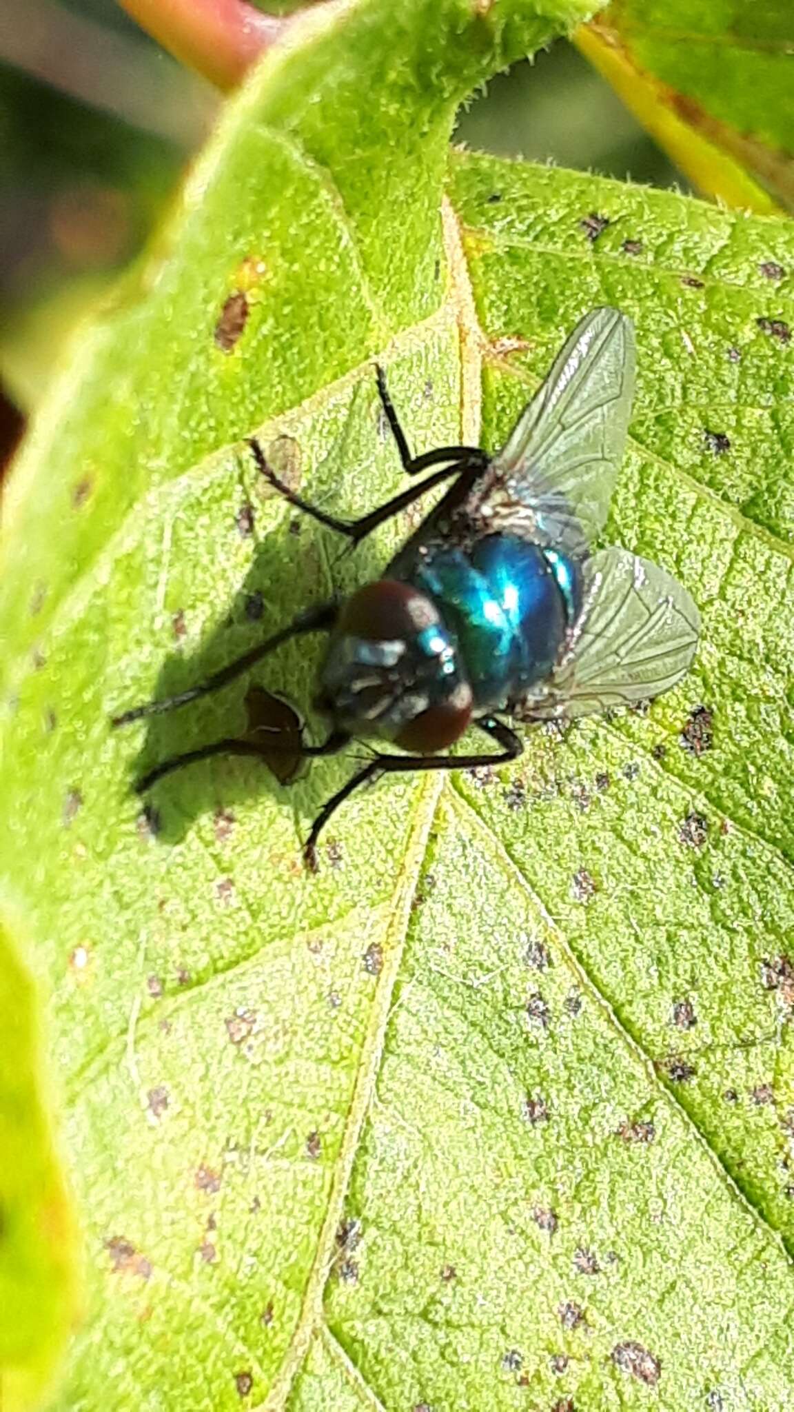 Image of Neomyia viridescens (Robineau-Desvoidy 1830)