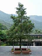 Image of Incense tree